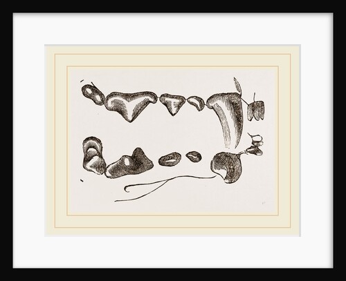 Teeth of Polecat by Anonymous