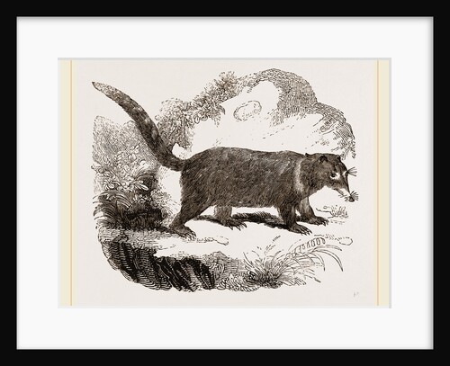 Rufous Coati by Anonymous
