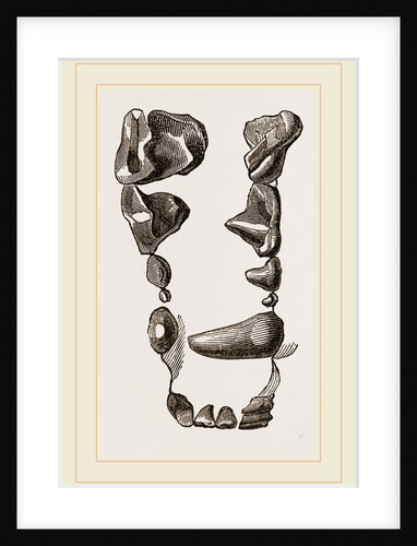 Teeth of Skunk by Anonymous