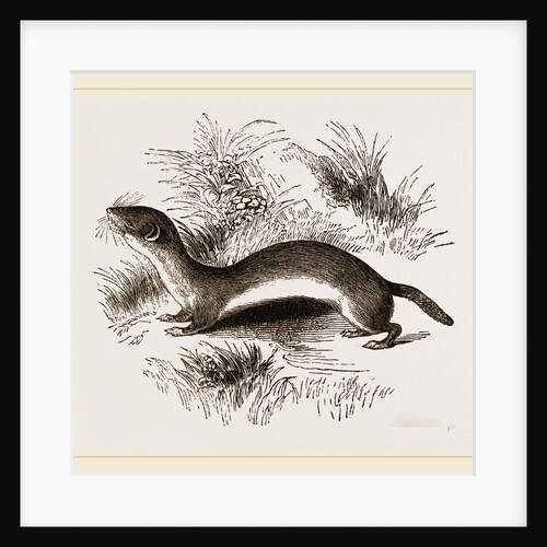 Weasel by Anonymous