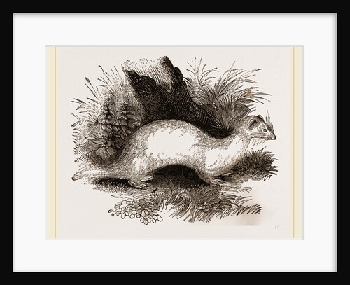 Ferret by Anonymous