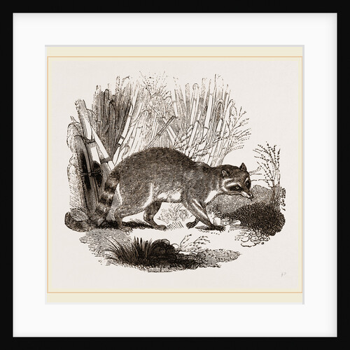 Racoon by Anonymous