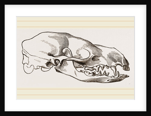 Skull of Teledu by Anonymous