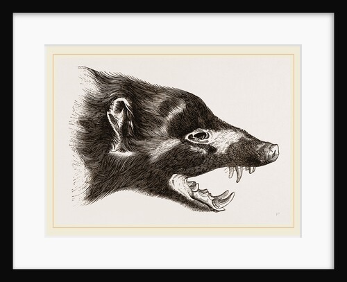 Head of Skunk by Anonymous