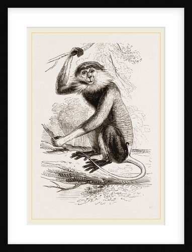 Cochin-China Monkey by Anonymous