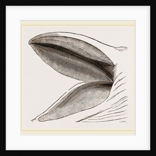 Inside Jaws of Greenland Whale by Anonymous