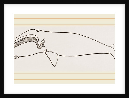 New Zealand Whale by Anonymous