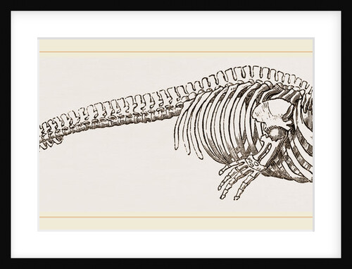 Skeleton of Rorqual by Anonymous