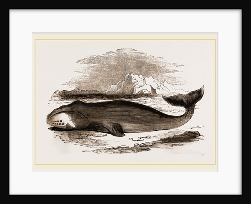 Greenland Whale by Anonymous