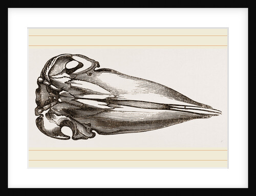 Skull of Spermaceti Whale seen from below by Anonymous
