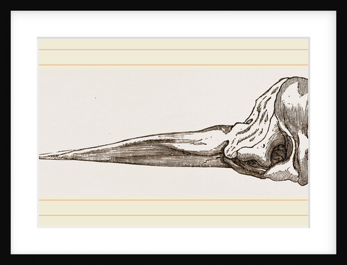 Skull of Spermaceti Whale in profile by Anonymous