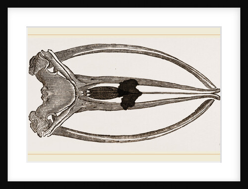 Skull of Greenland Whale upper view by Anonymous