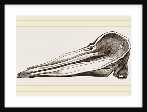 Skull of Spermaceti Whale seen from above by Anonymous