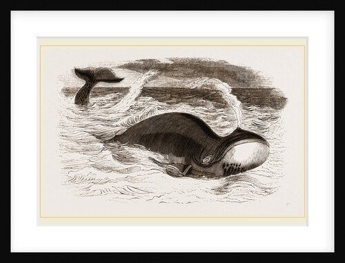 Greenland Whale by Anonymous