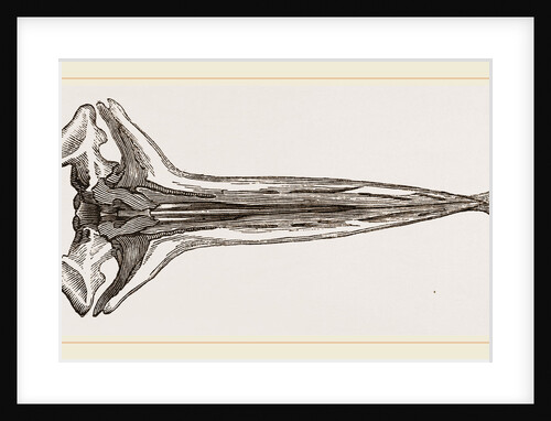 Skull of Greenland Whale under view lower jaw removed by Anonymous