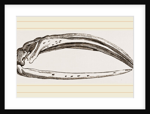Skull of Greenland Whale in profile by Anonymous