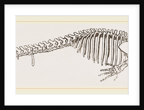 Skeleton of Greenland Whale by Anonymous
