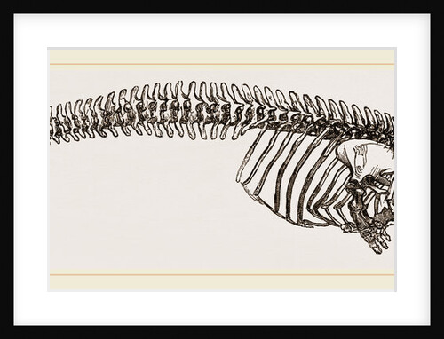 Skeleton of Porpoise by Anonymous