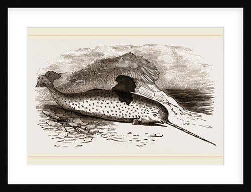 Narwhal by Anonymous