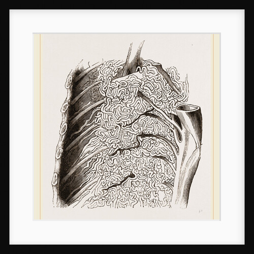 Vascular Apparatus of Whale by Anonymous