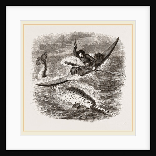 Spearing the Narwhal by Anonymous