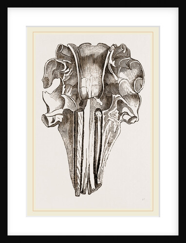 Skull and Tooth of Narwhal by Anonymous
