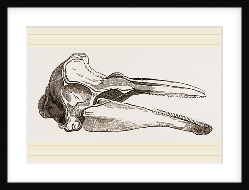 Skull of Dolphin by Anonymous