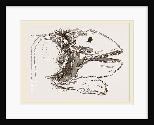 Section of Head Porpoise by Anonymous