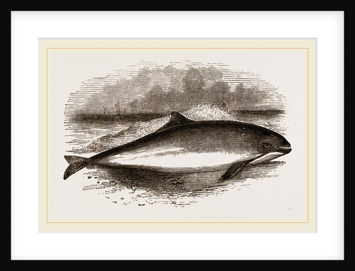 Common Porpoise by Anonymous