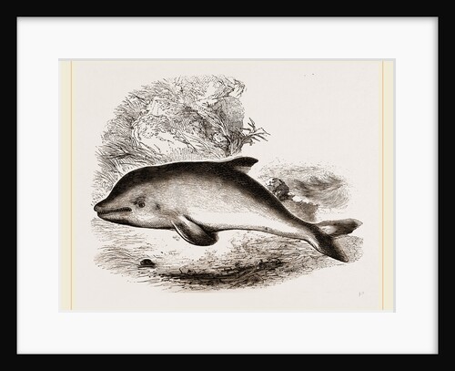 Common Porpoise by Anonymous