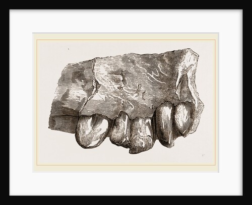 Fossil Teeth of Zeuglodon by Anonymous