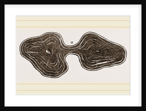 Fossil Teeth of Zeuglodon by Anonymous