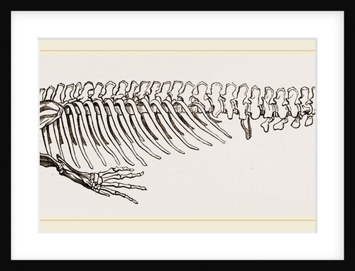 Skeleton of Dugong by Anonymous