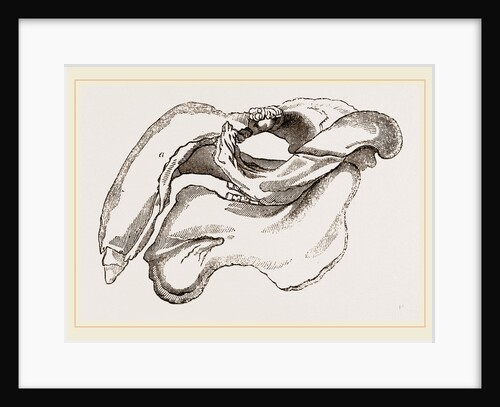 Skull of Dugong by Anonymous
