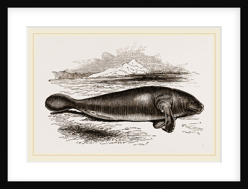 Manatee by Anonymous