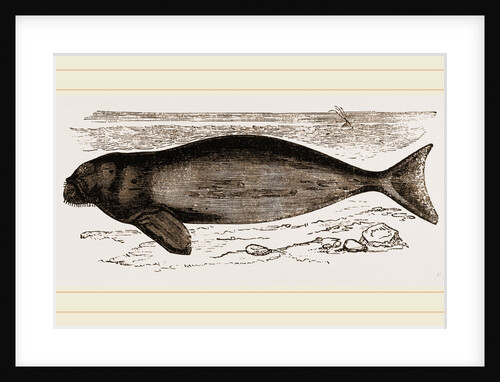 Dugong by Anonymous