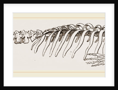 Skeleton of Manatee by Anonymous