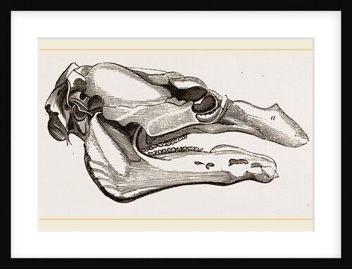 Skull of Manatee by Anonymous