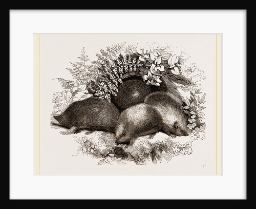 Hedgehogs by Anonymous