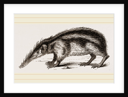 Striped Tenrec by Anonymous