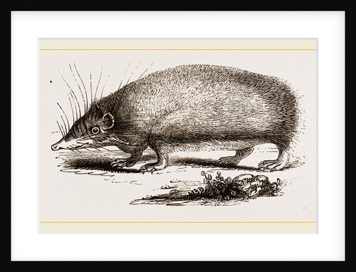 Spiny Tenrec by Anonymous