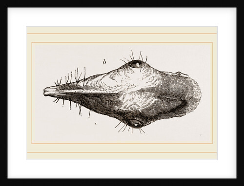 Head of Tupaia Tana by Anonymous
