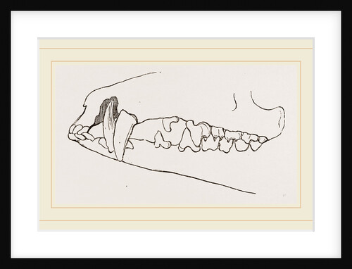 Teeth of Tenrec by Anonymous