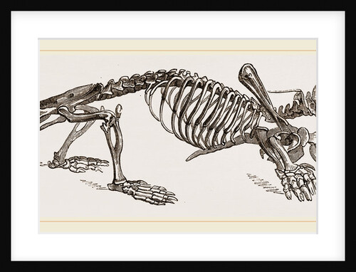 Skeleton of Mole by Anonymous
