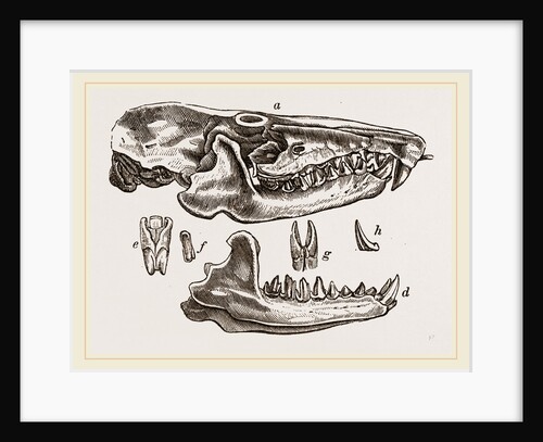 Skull and Teeth of Solenodon by Anonymous