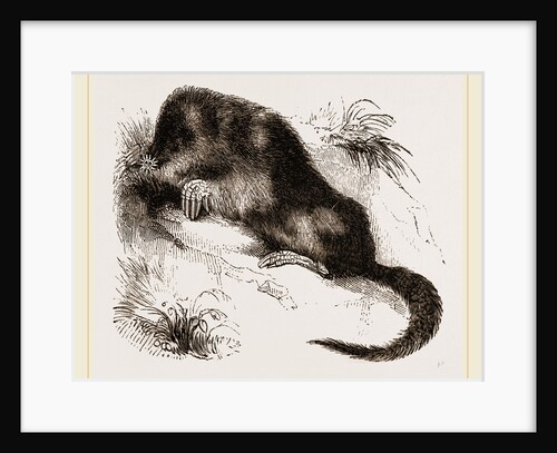 Star-nosed Mole by Anonymous