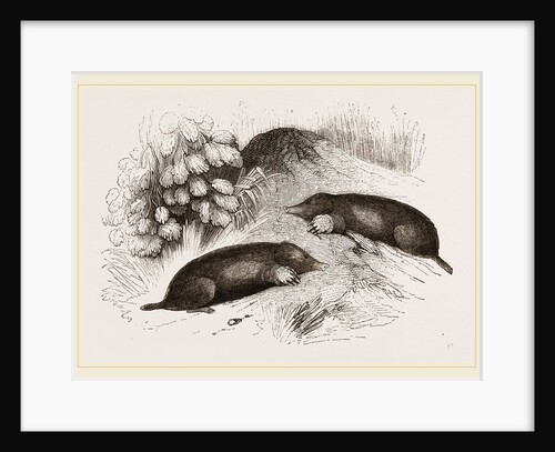 Common Moles by Anonymous