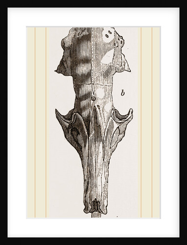 Skull of Solenodon by Anonymous
