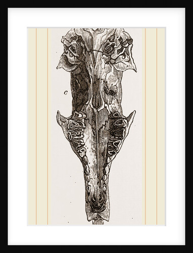 Skull of Solenodon by Anonymous