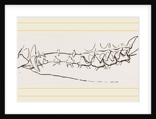 Teeth of Star nosed Mole by Anonymous
